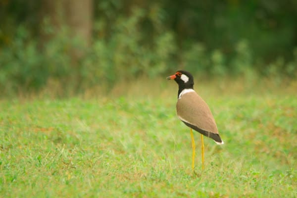 Red-Wattled Lapwing