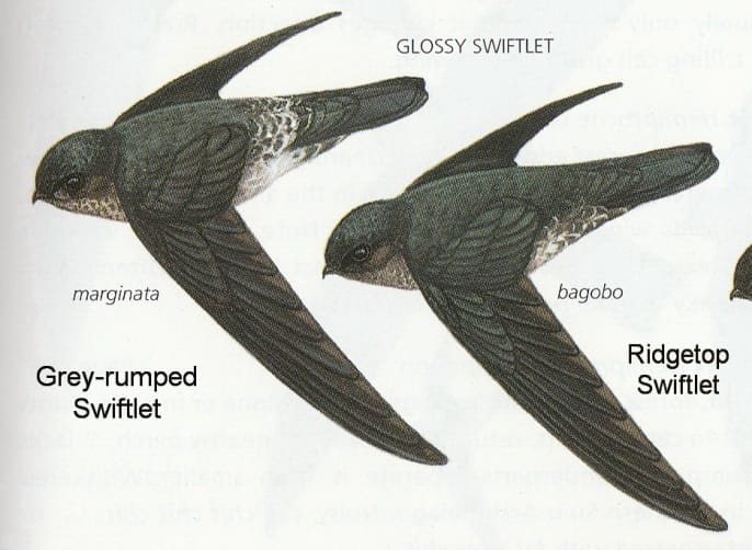 swiftlet1