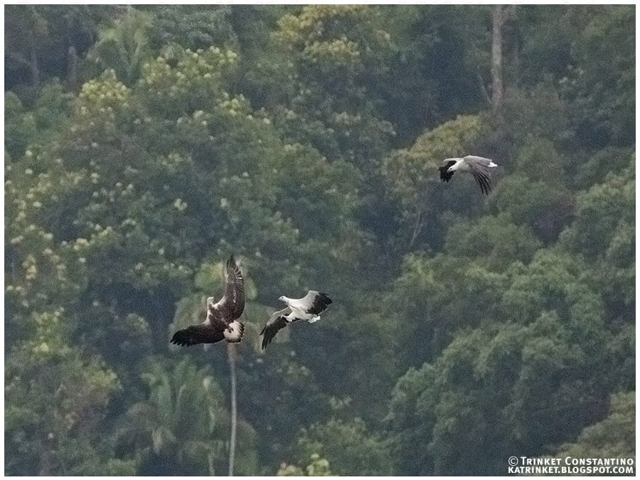 26 White bellied Sea Eagles_TC