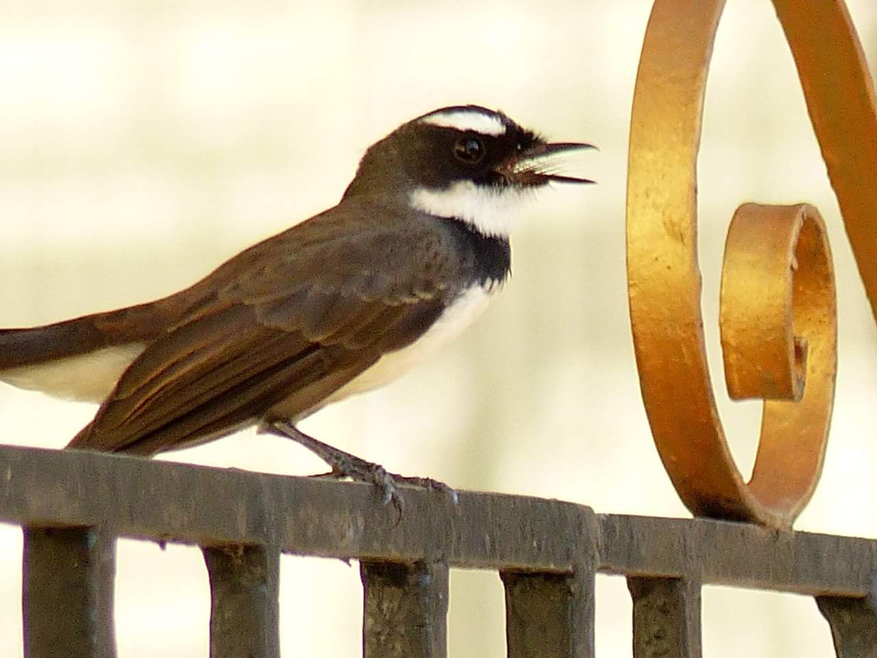 FB_IMG_1508471976845