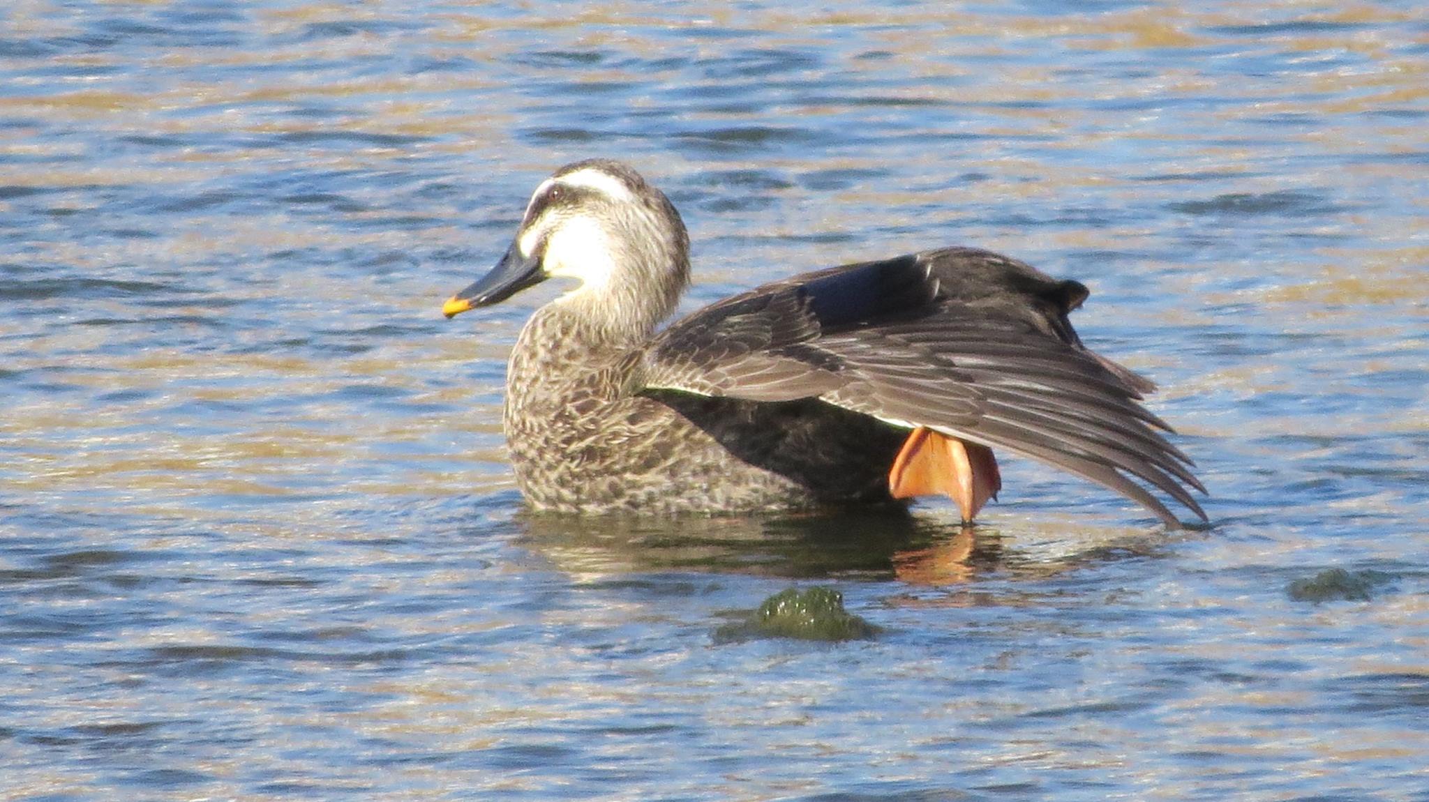 23845750_10155452182379160_5083404190144245038_o