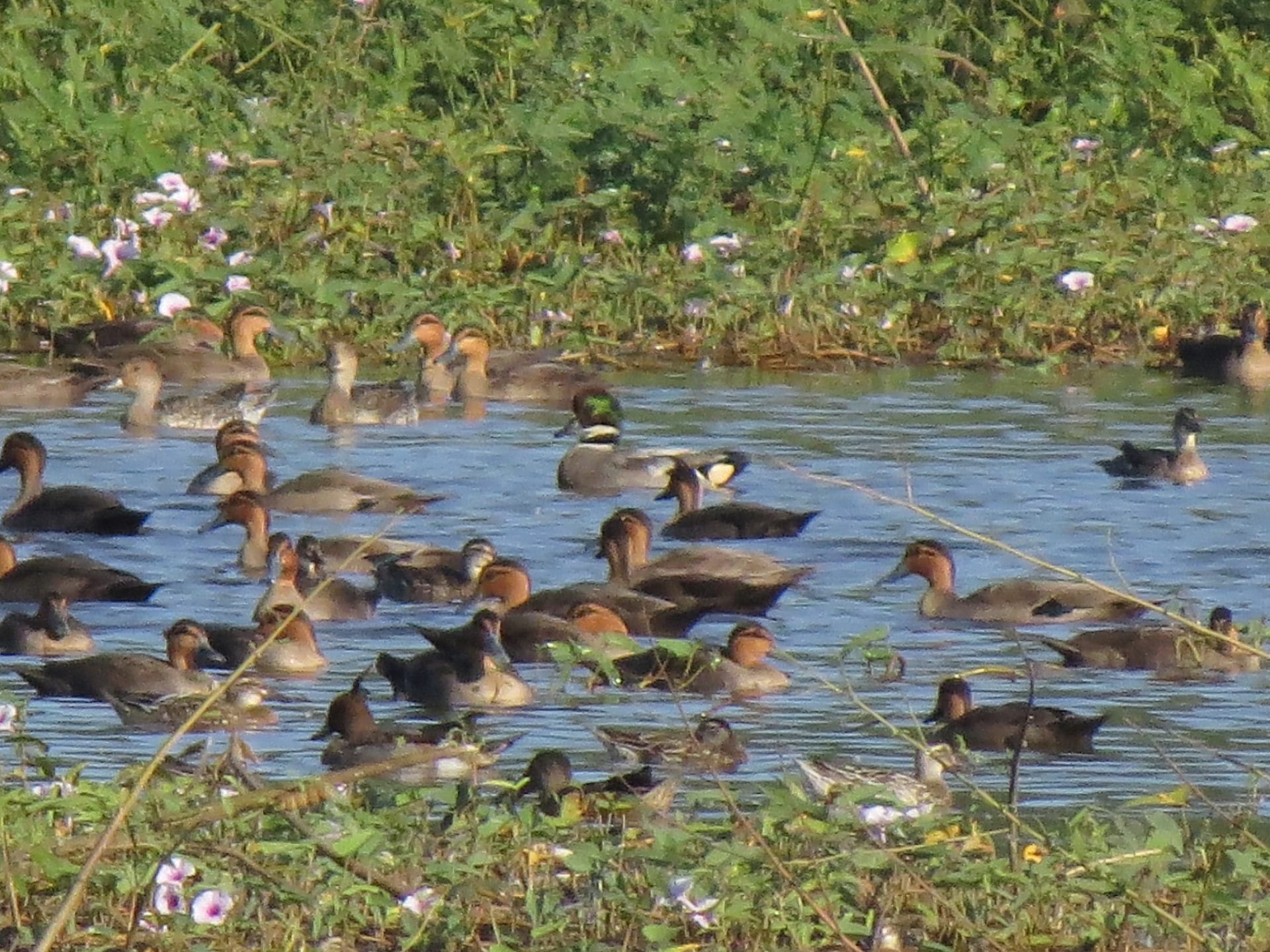 Falcated Duck10