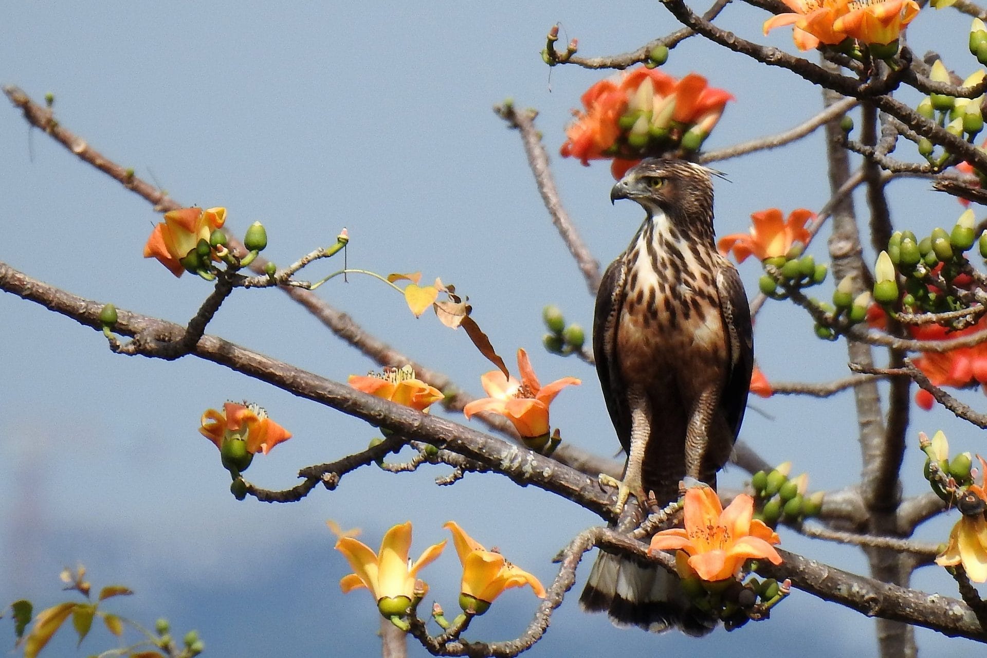 MikeLu_PhilippineHawkEagle_VictoriaValley v2